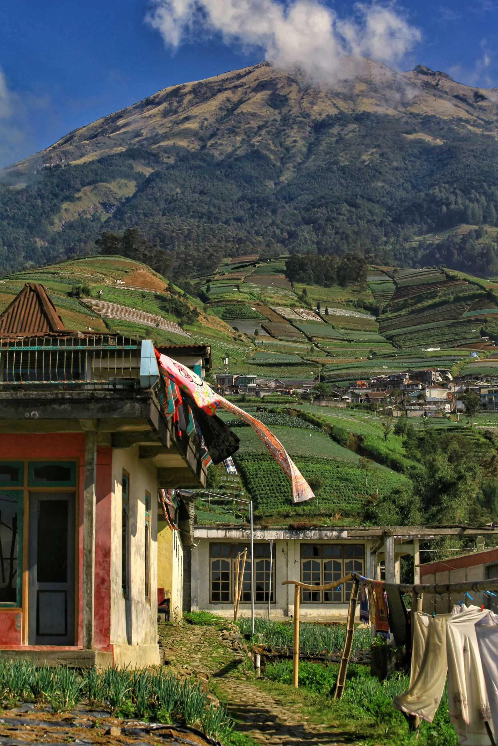 Fields below Mount Sumbing, Central Java